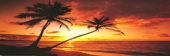 palm2